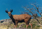 Huemul