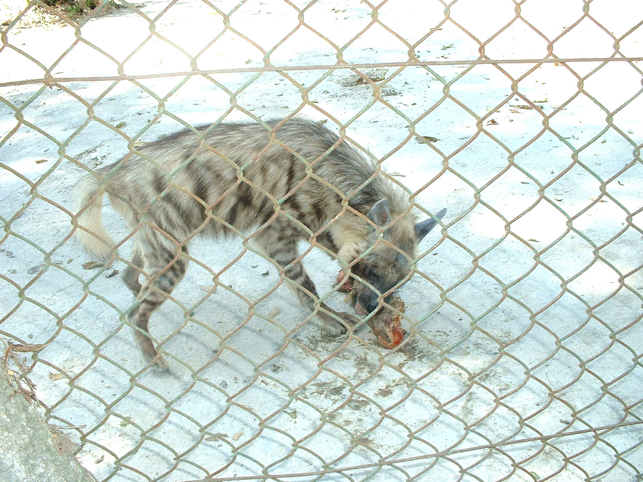 Altre Fote dell Zoo Nazionale