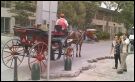 En La Habana Vieja, se pueden alquilar estos carruajes tirados por caballos para pasear por La Habana vieja al estilo colonial.